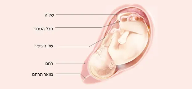התפתחות העובר לפי שבועות-Article Content Image39 39