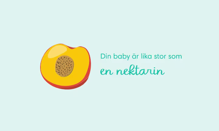 Week 14 pregnancy