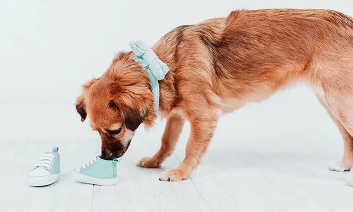 The fluffy messenger pregnancy announcement to husband