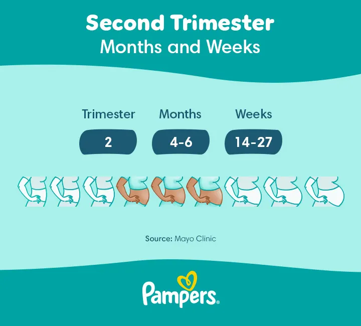 Second trimester