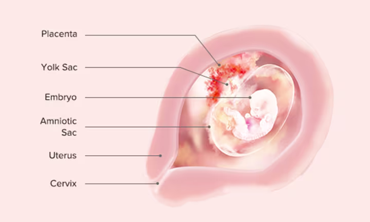 Fetal Development: Week 7