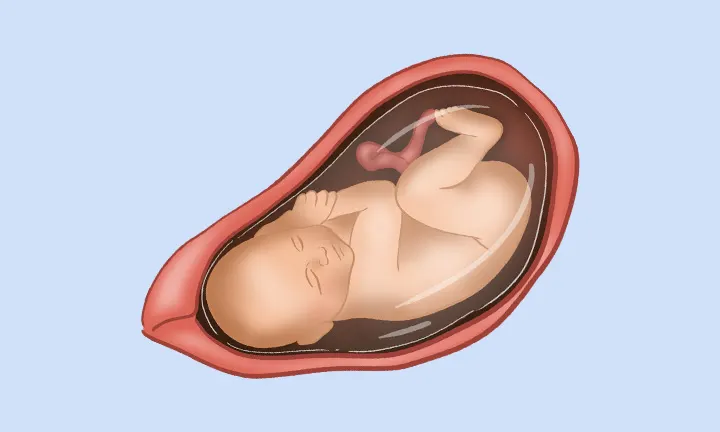 Feto en la semana 37 de embarazo Feto en la semana 37 de embarazo