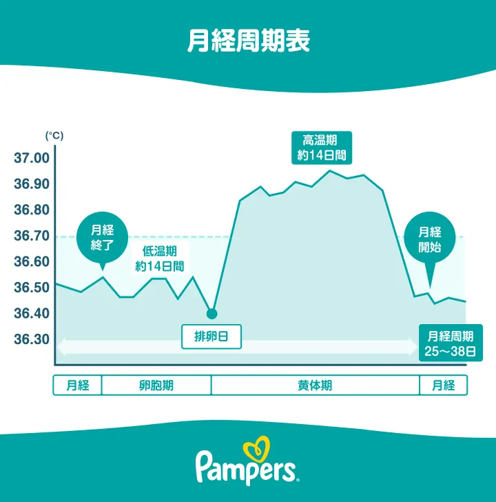 妊娠したい人が知っておきたい月経周期表