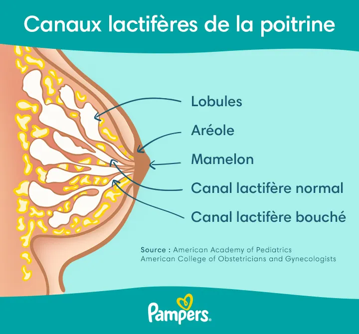 Canaux lactifères de la poitrine Canaux lactifères de la poitrine