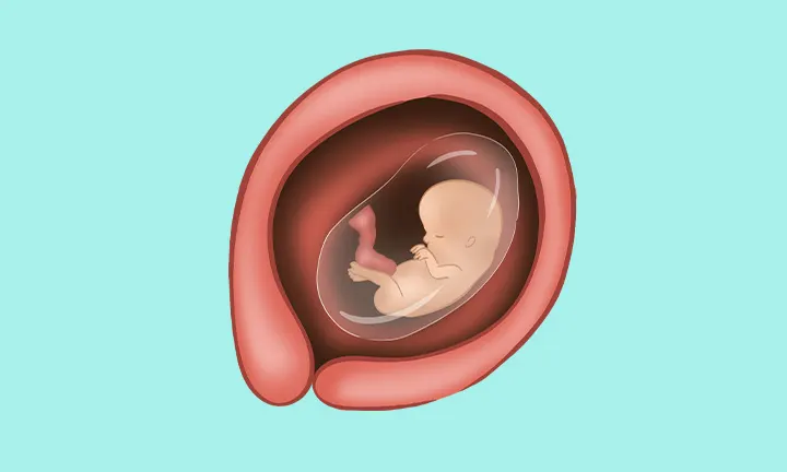 fœtus à 10 semaines de grossesse fœtus à 10 semaines de grossesse