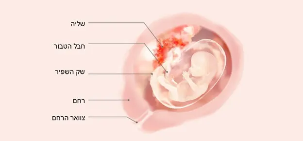 התפתחות העובר לפי שבועות-Article Content Image week14 14