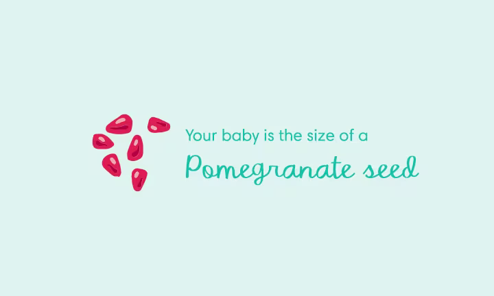 baby size of pomegranate seed week 6