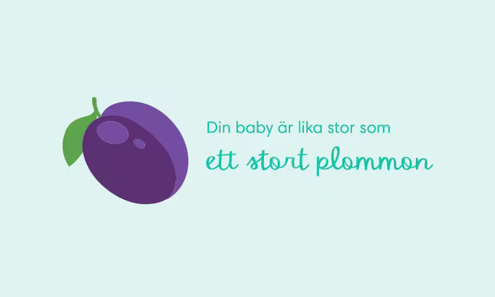 Week 13 pregnancy