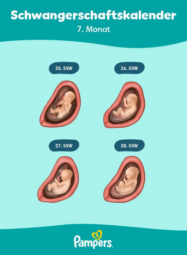 Positionen des Babys im 7. Schwangerschaftsmonat Positionen des Babys im 7. Schwangerschaftsmonat