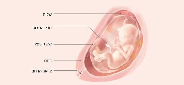 התפתחות העובר לפי שבועות-Article Content Image week18 18