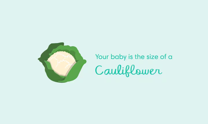 Pregnancy size comparison showing baby growth at 27 weeks as the size of a cauliflower.