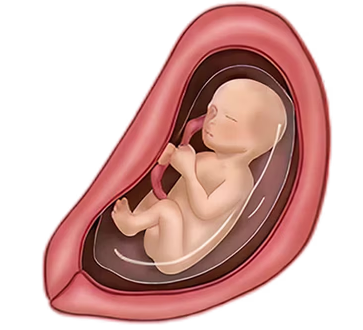 Illustration of a fetus at 24 weeks gestation in the womb, showing its developed form and vital connections.