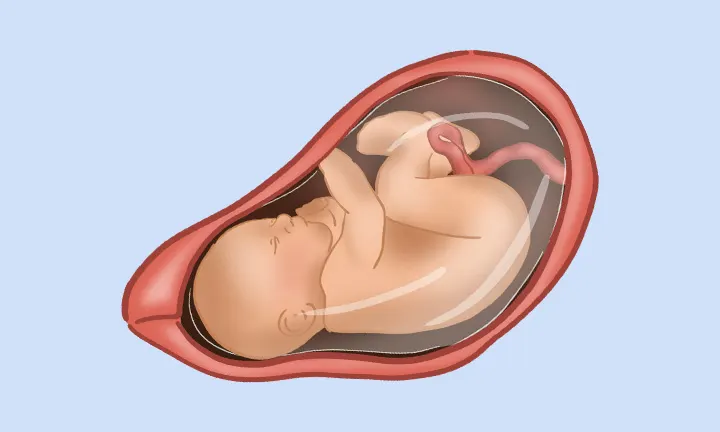 Feto en la semana 38 de embarazo Feto en la semana 38 de embarazo