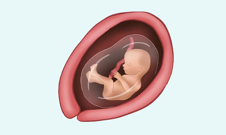 what does a baby look like at 17 weeks pregnant