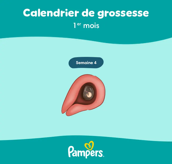 embryon à 1 mois de grossesse