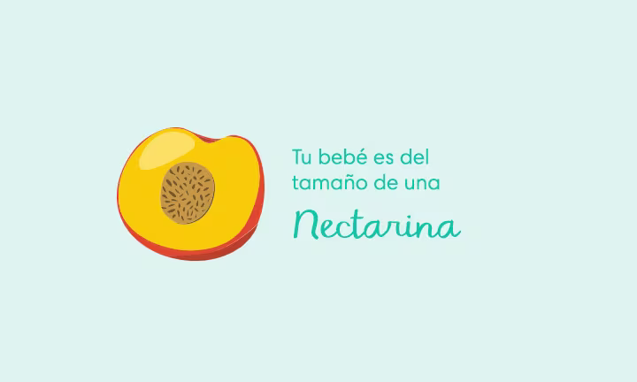 Tu bebé es del tamaño de una nectarina