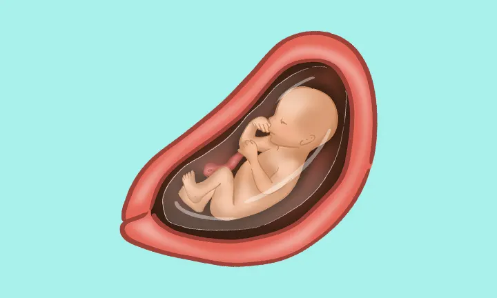 jak wygląda dziecko w 22 tygodniu ciąży