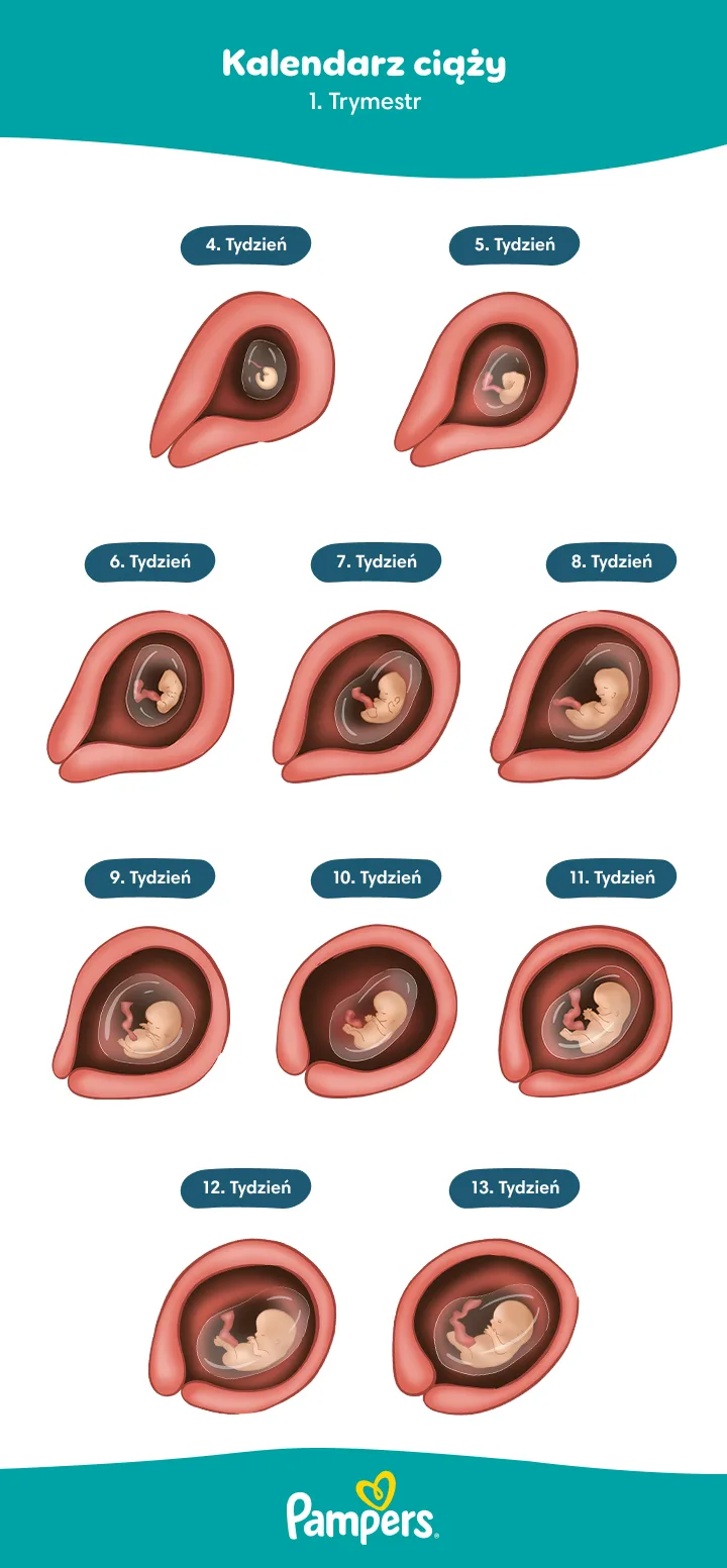 Płód w 1. trymestrze - jak się rozwija? Płód w 1. trymestrze - jak się rozwija?