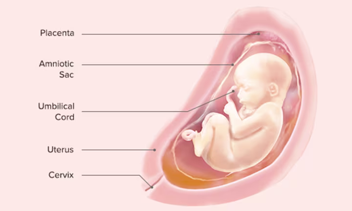 Fetal Development: Week 28