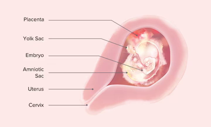 Fetal Development: Week 5