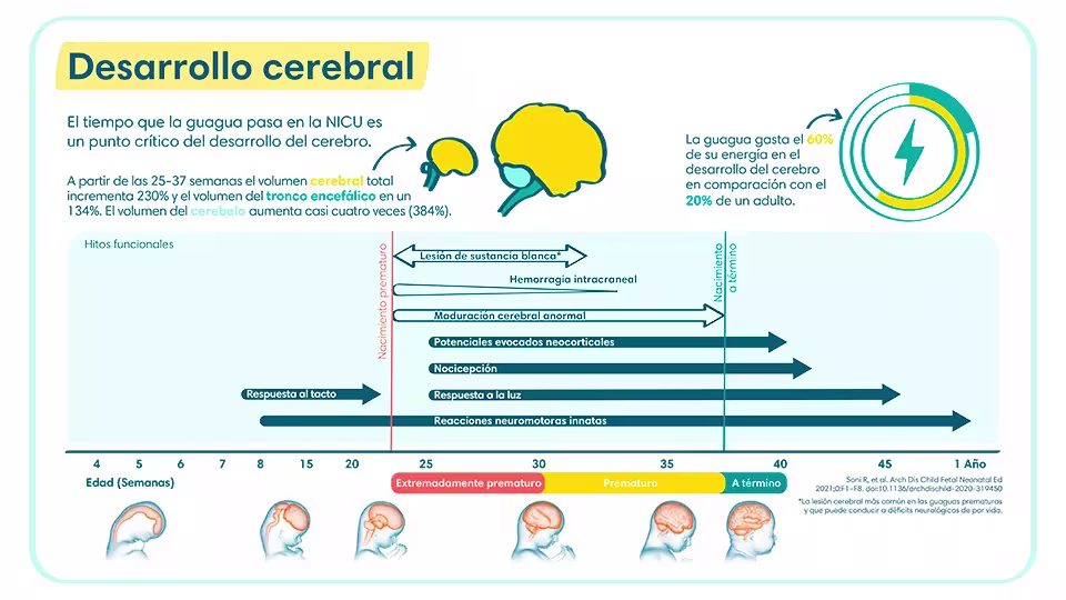 Tiempo del desarrollo cerebral de un guagua prematuro | Pampers® Chile