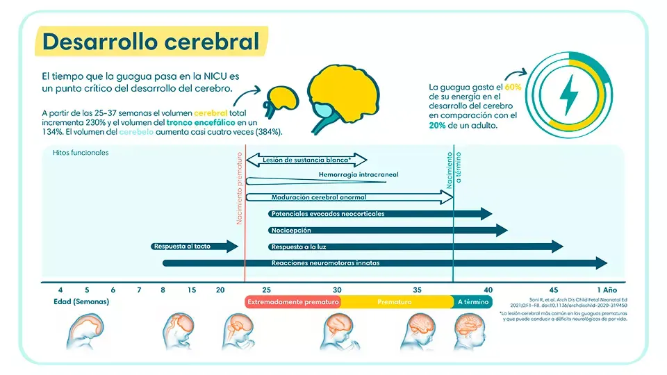 Tiempo del desarrollo cerebral de un guagua prematuro