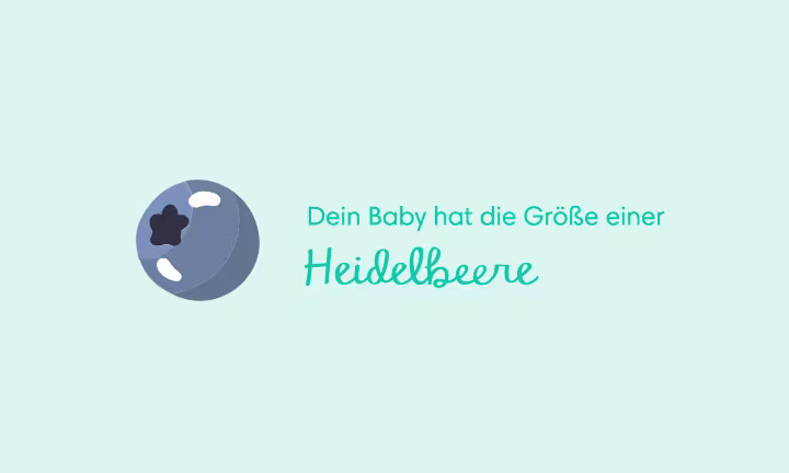 Illustration einer Heidelbeere als Größenvergleich – Dein Baby hat die Größe einer Heidelbeere