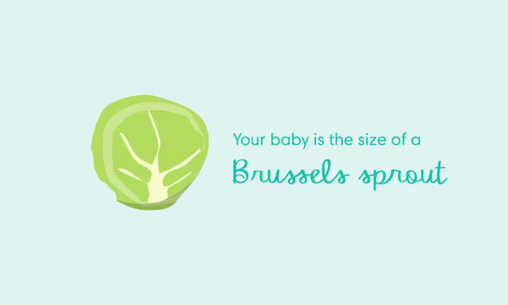 Pregnancy size comparison showing baby growth at 11 weeks as the size of a Brussels sprout.