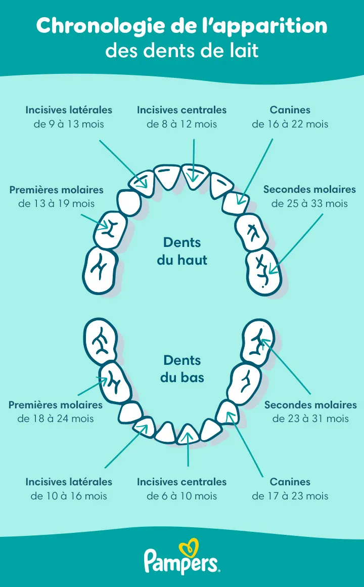Ordre d’apparition des dents chez le bébé