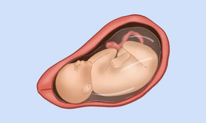 Feto en la semana 39 de embarazo Feto en la semana 39 de embarazo
