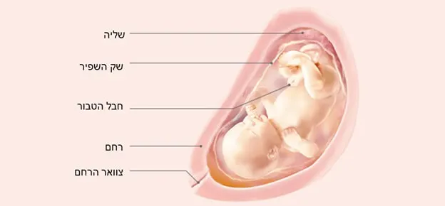 התפתחות העובר לפי שבועות-Article Content Image31 31