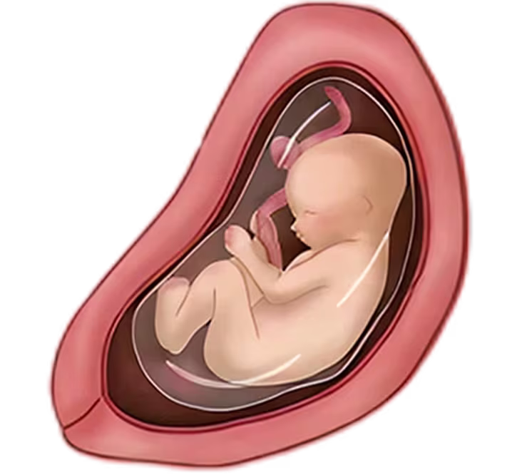 Illustration of a fetus inside a womb, curled in the fetal position at 27 weeks pregnant.