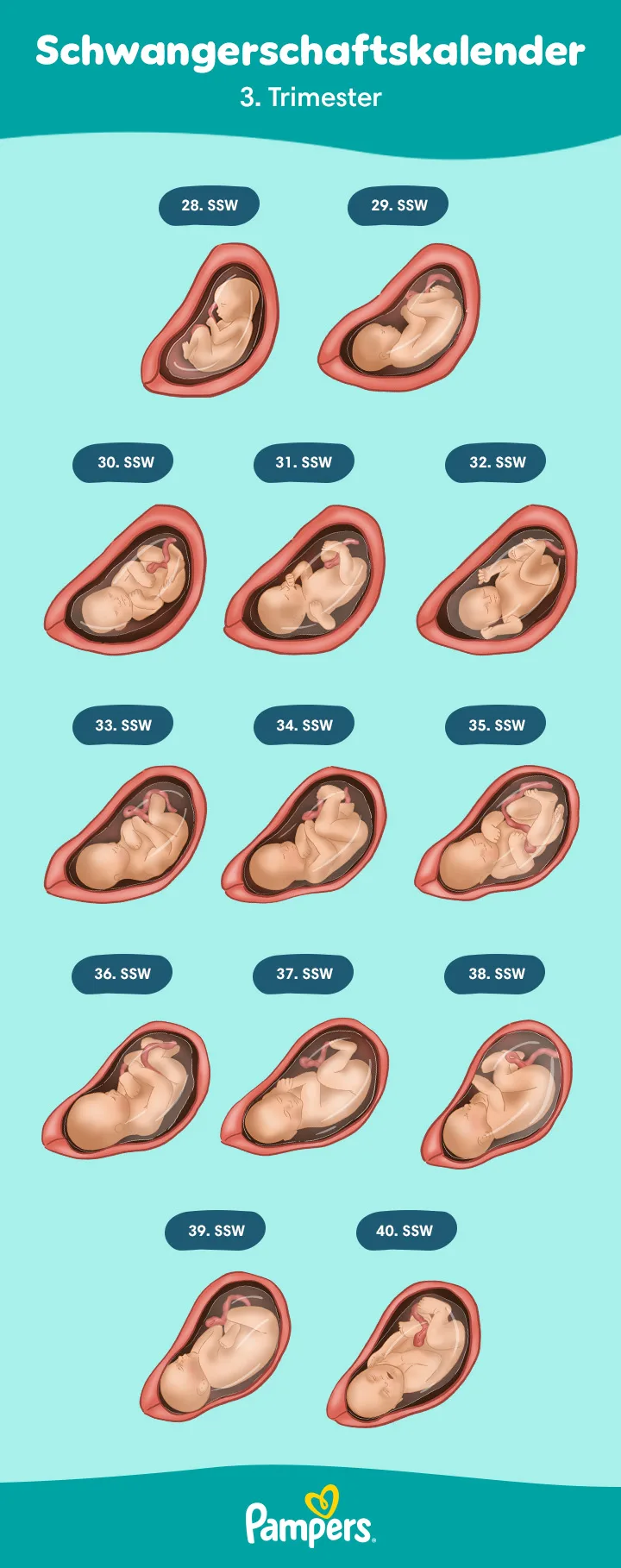 Infografik: Positionen des Kindes im 3. Trimester Infografik: Positionen des Kindes im 3. Trimester