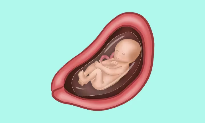 Fatal Development Week by Week 23