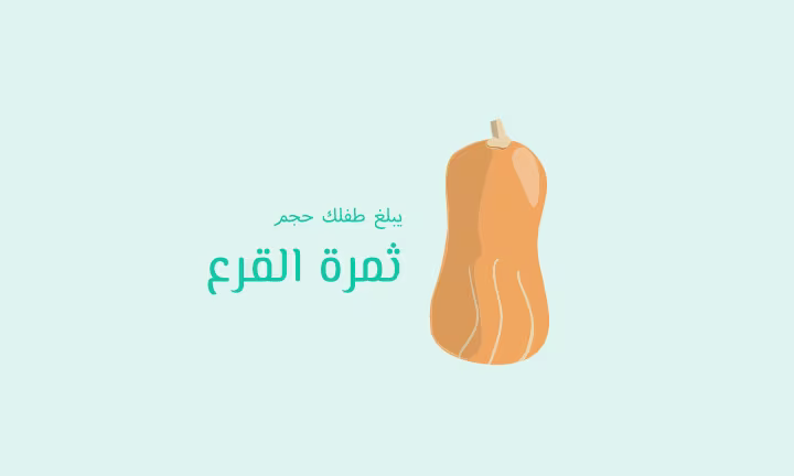 يبلغ طفلك حجم ثمرة القرع