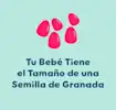 6 semanas de embarazo