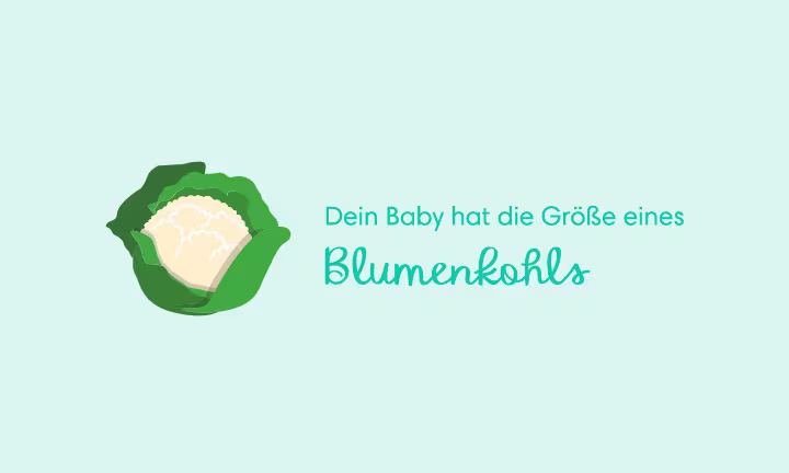 Illustration eines Blumenkohls als Größenvergleich – Dein Baby hat die Größe eines Blumenkohls
