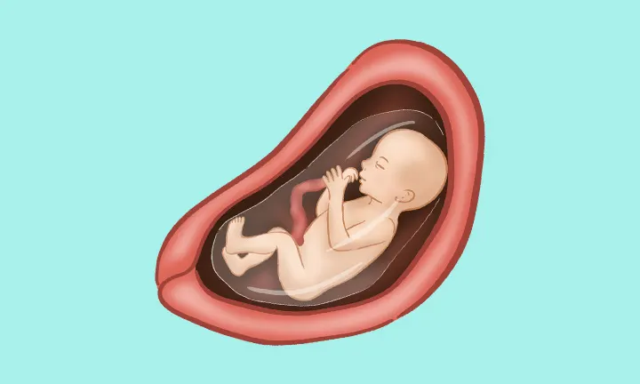 妊娠21週の赤ちゃんの位置は? 妊娠21週の赤ちゃんの位置は?