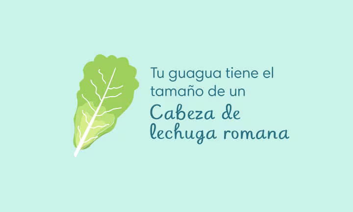 Tamaño de la guagua en la semana 36