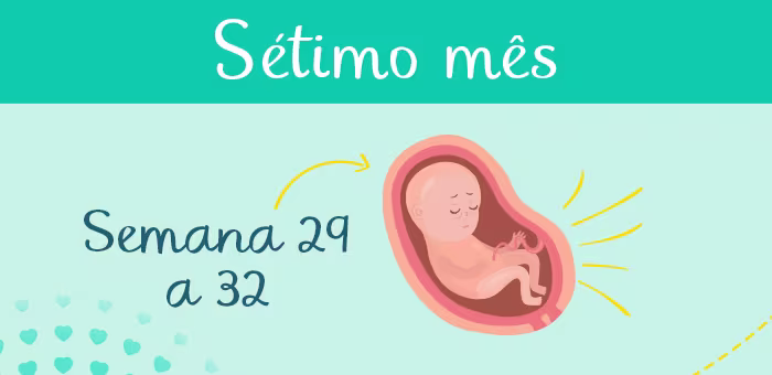 Sétimo mês: Semana 29 a 32