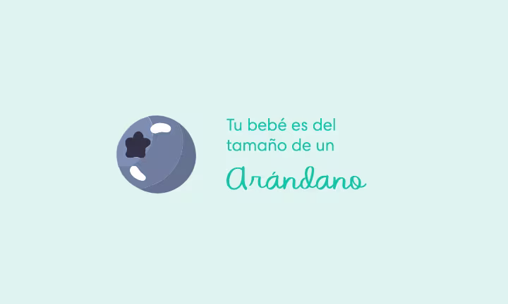 Tu bebé es del tamaño de un arándano
