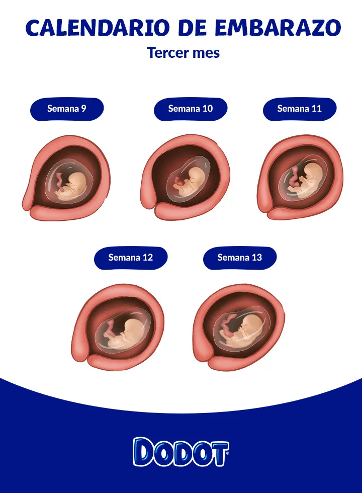 El desarrollo del feto en el tercer mes de embarazo El desarrollo del feto en el tercer mes de embarazo