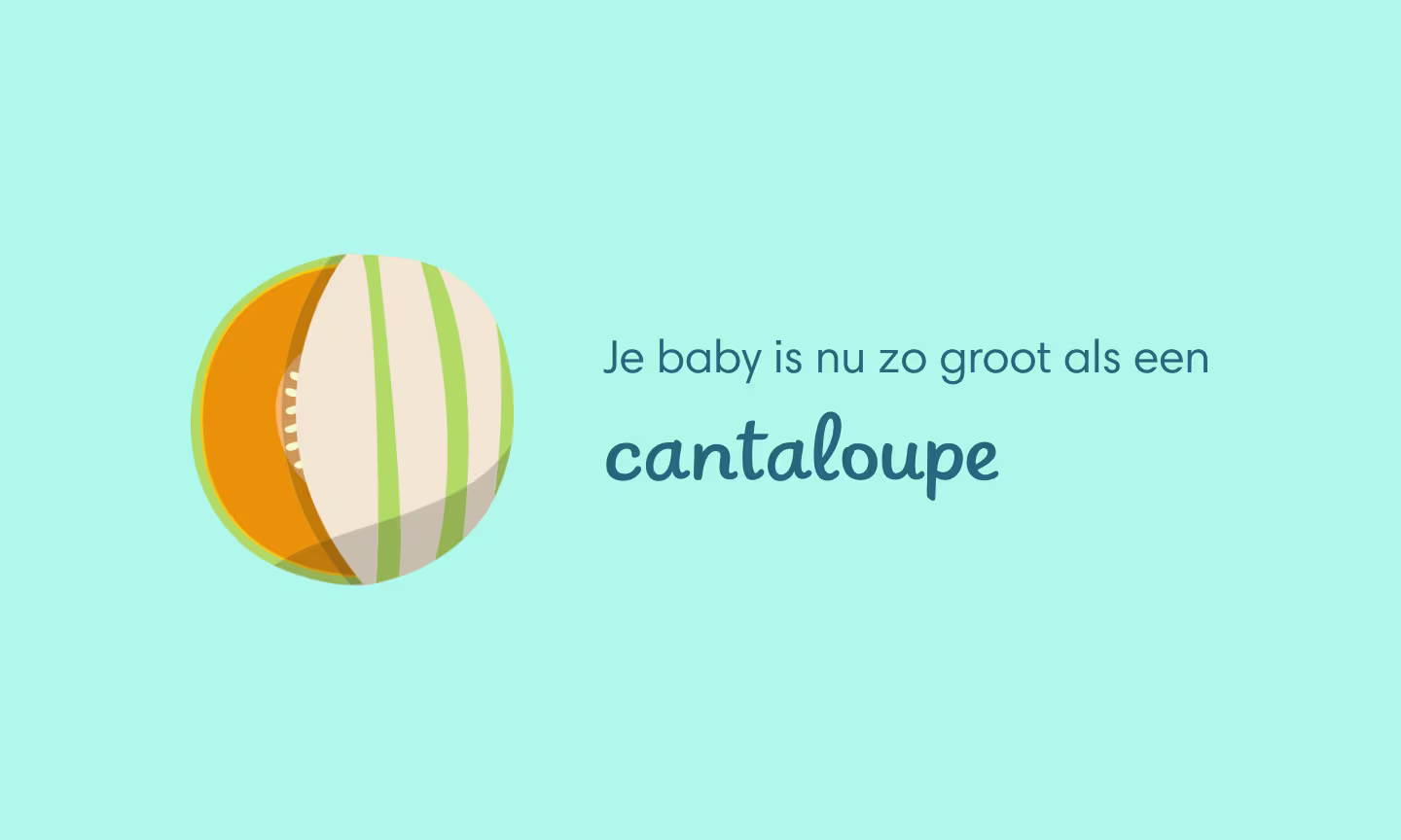 Je baby is nu zo groot als cantaloupe