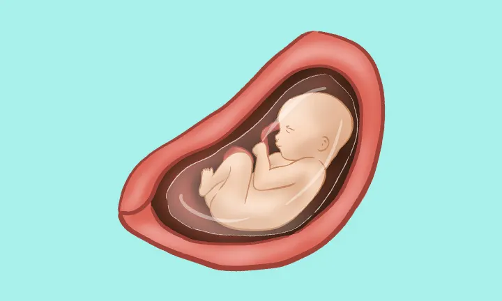 妊娠28週目の赤ちゃん 妊娠28週目の赤ちゃん