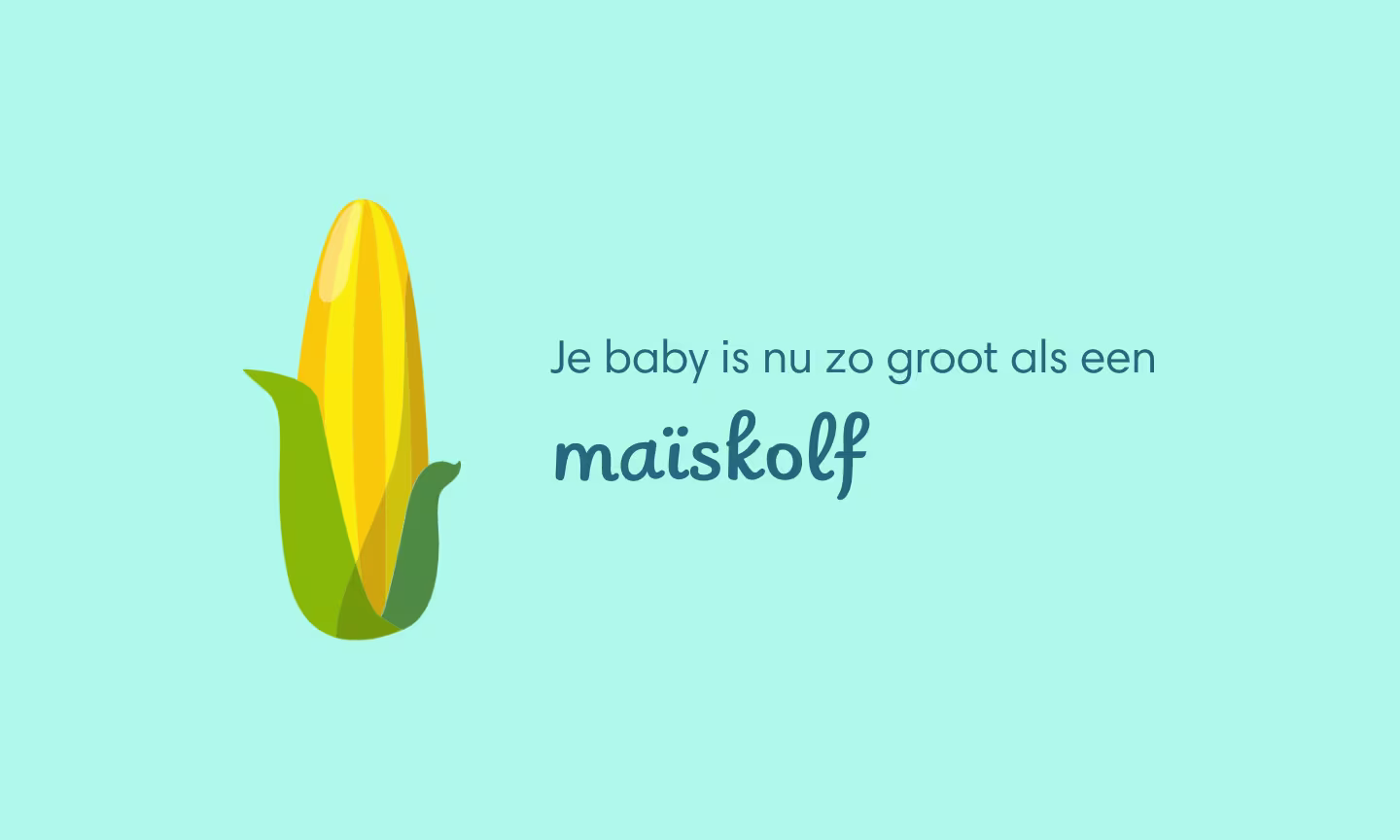 Je baby is nu zo groot als een maïskolf