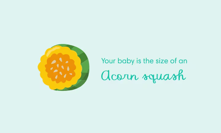 Pregnancy size comparison showing baby growth at 25 weeks as the size of an acorn squash.
