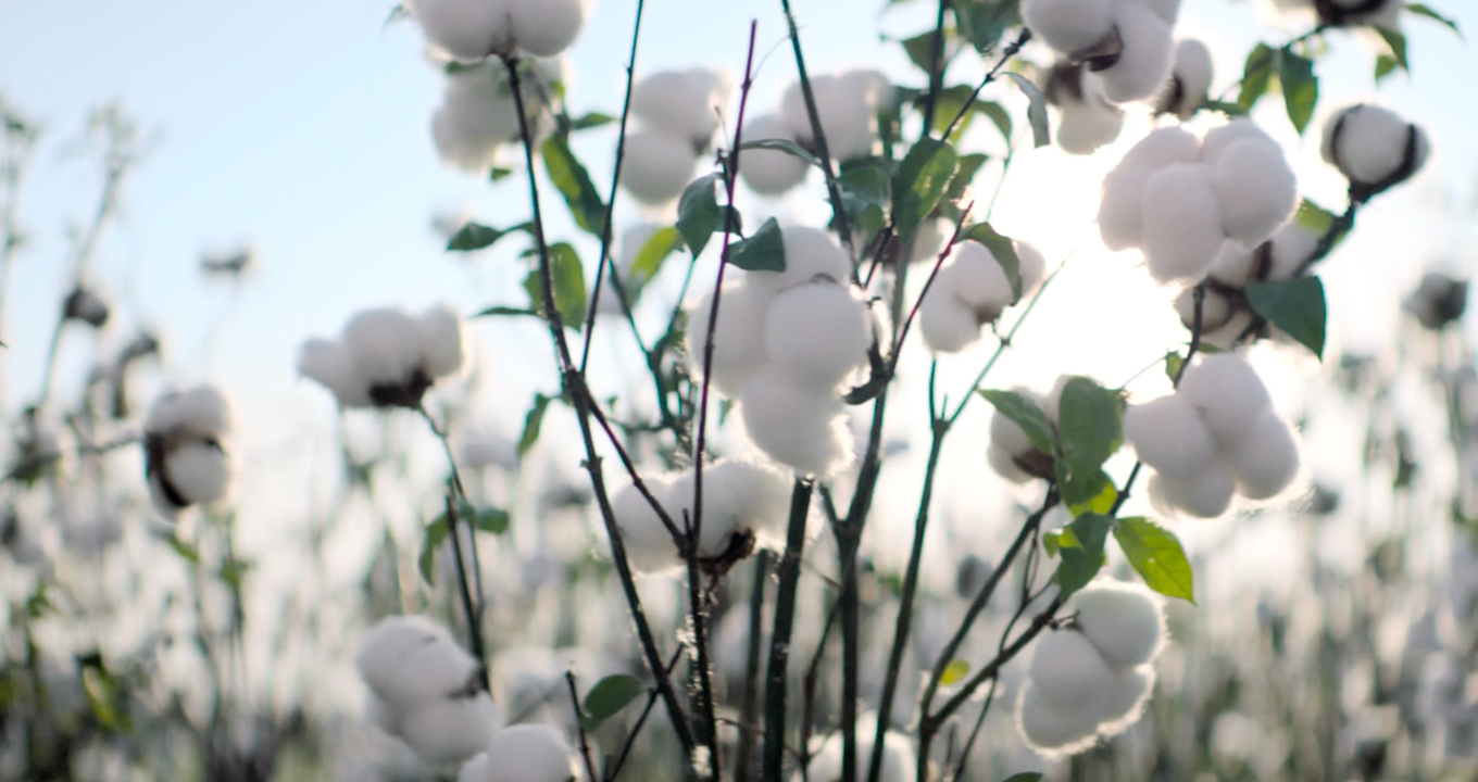 Ensiluokkaista puuvillaa