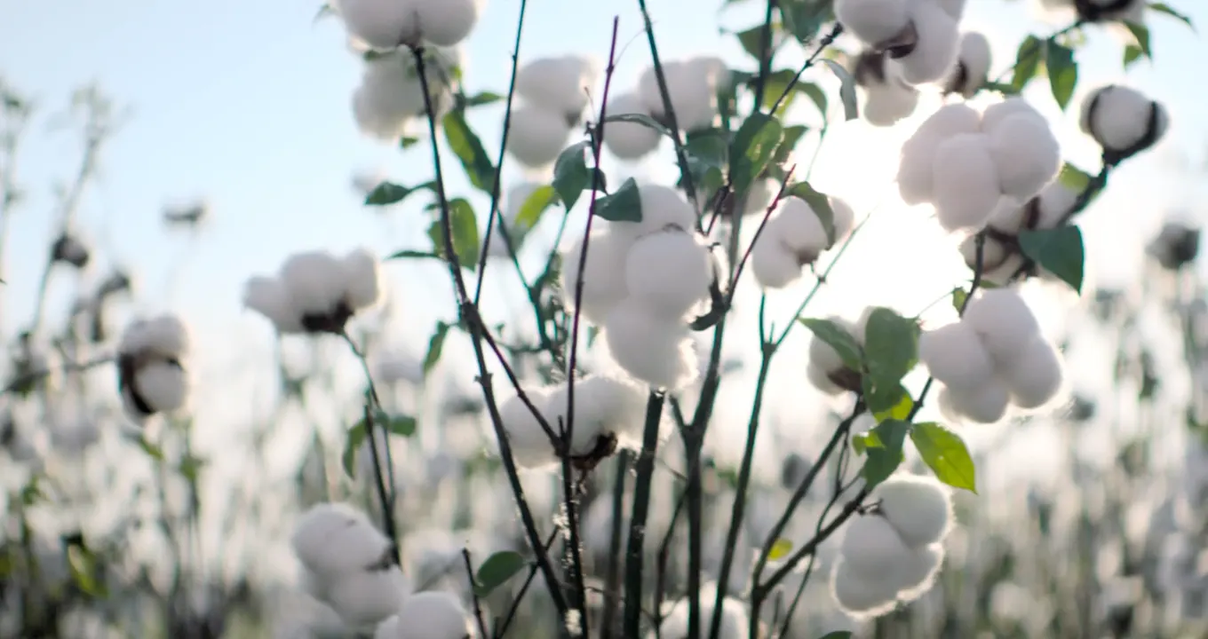 Ensiluokkaista puuvillaa