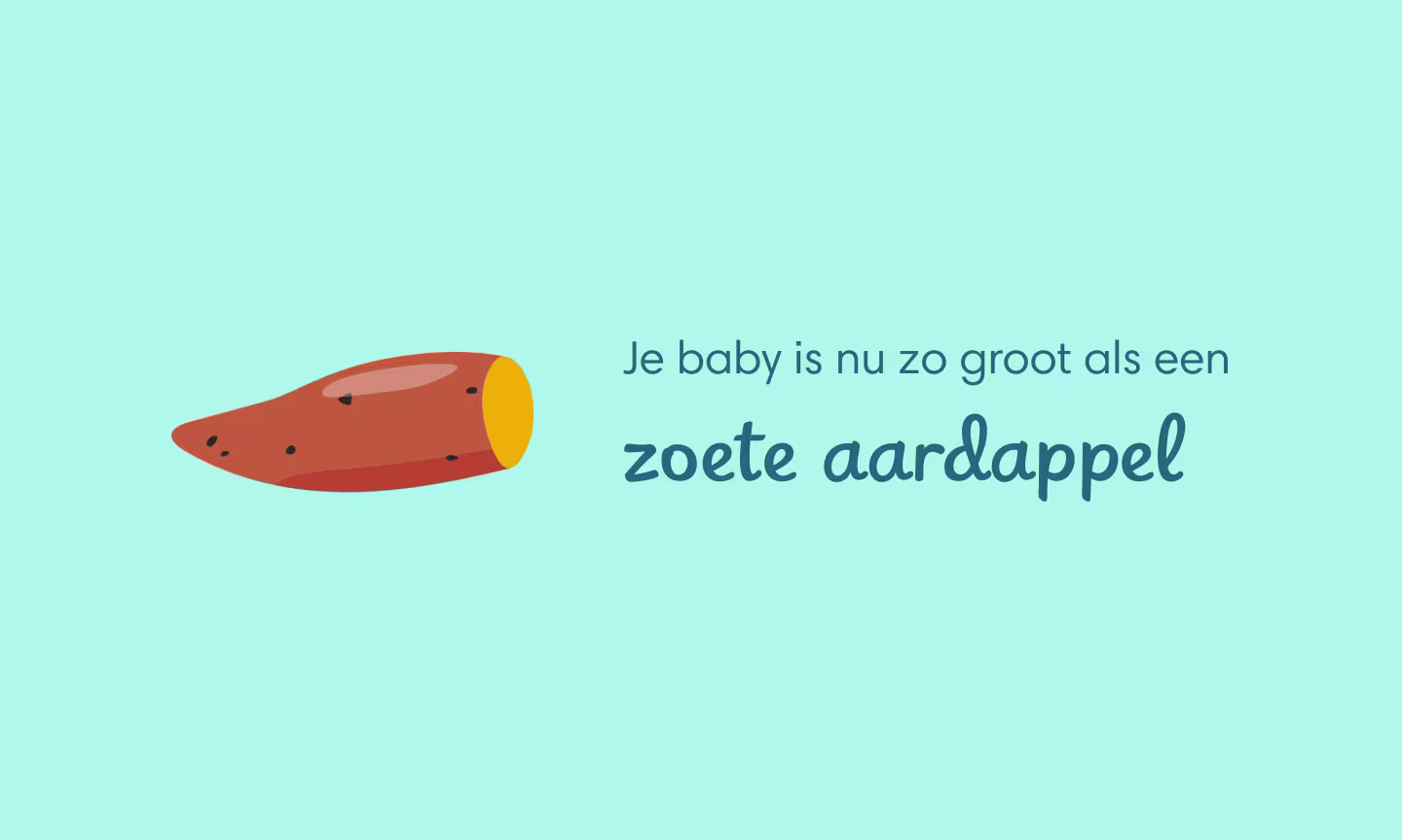 Je baby is nu zo groot als een zoete aardappel