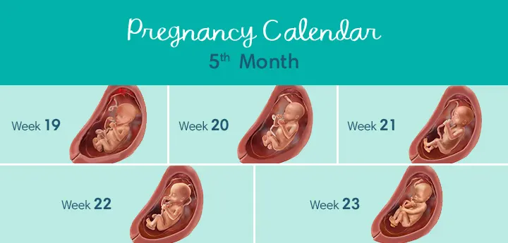 Pregnancy Calendar Months US DT Month5
